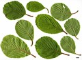 SpeciesSub: var. obovatifolium